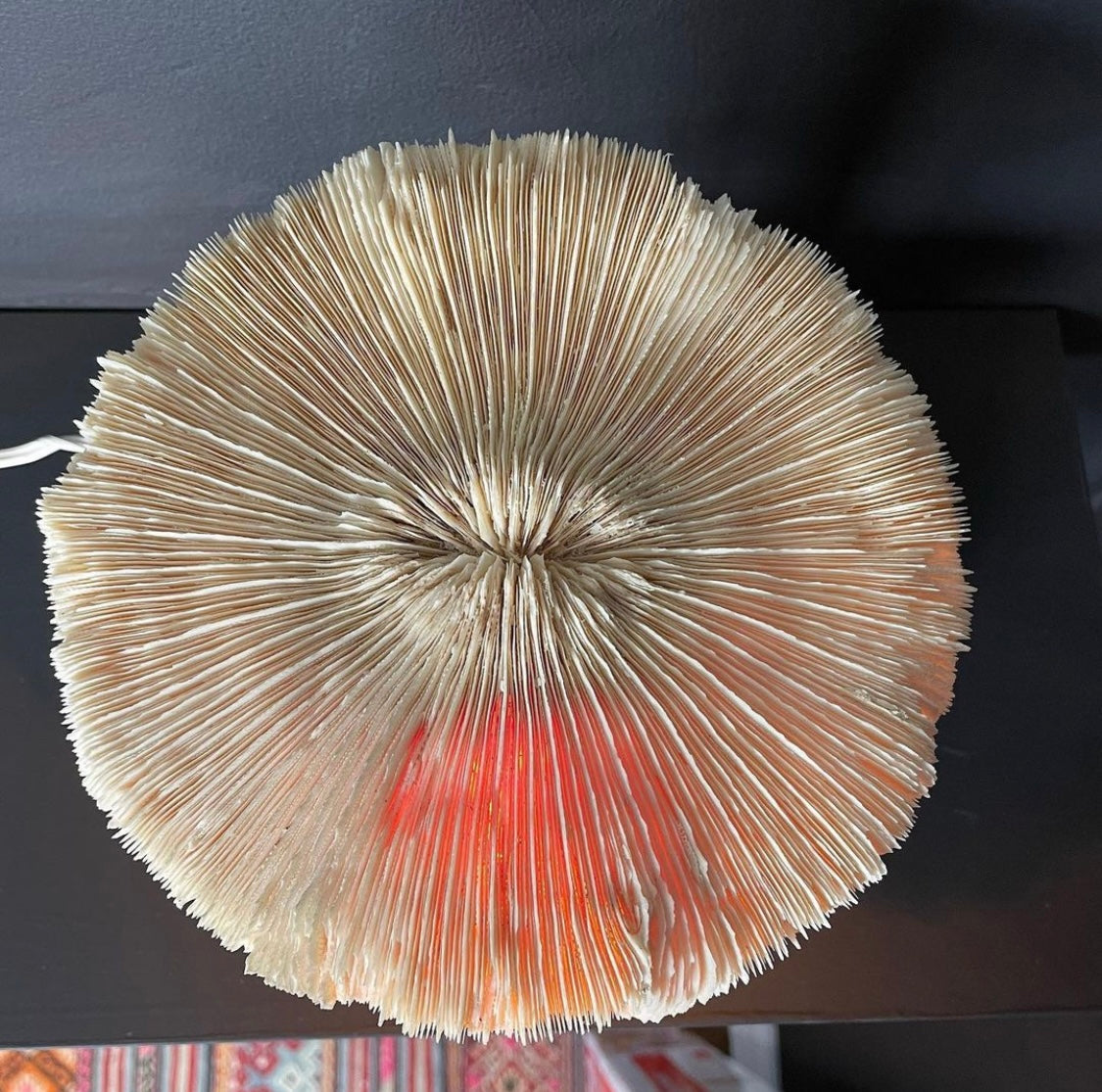 Razor Coral & Plaster Lamp