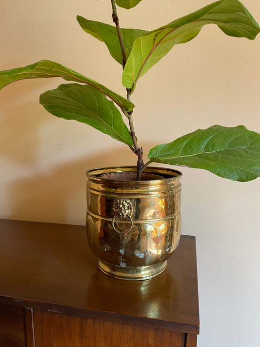 Brass Lion Head Ringed Jardiniere