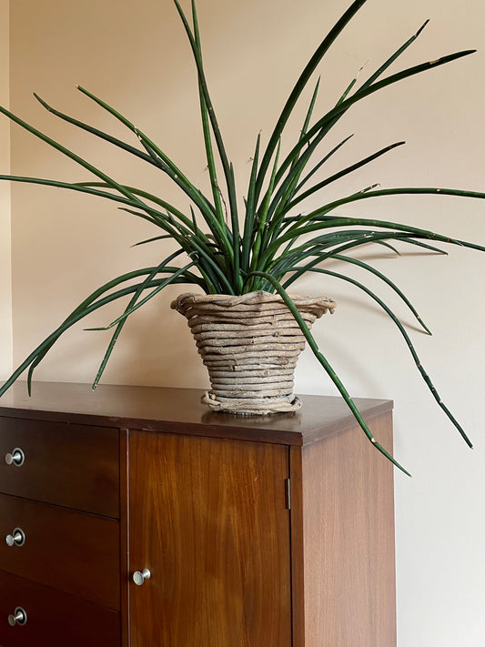 Planter Basket of Vine & Wood Round