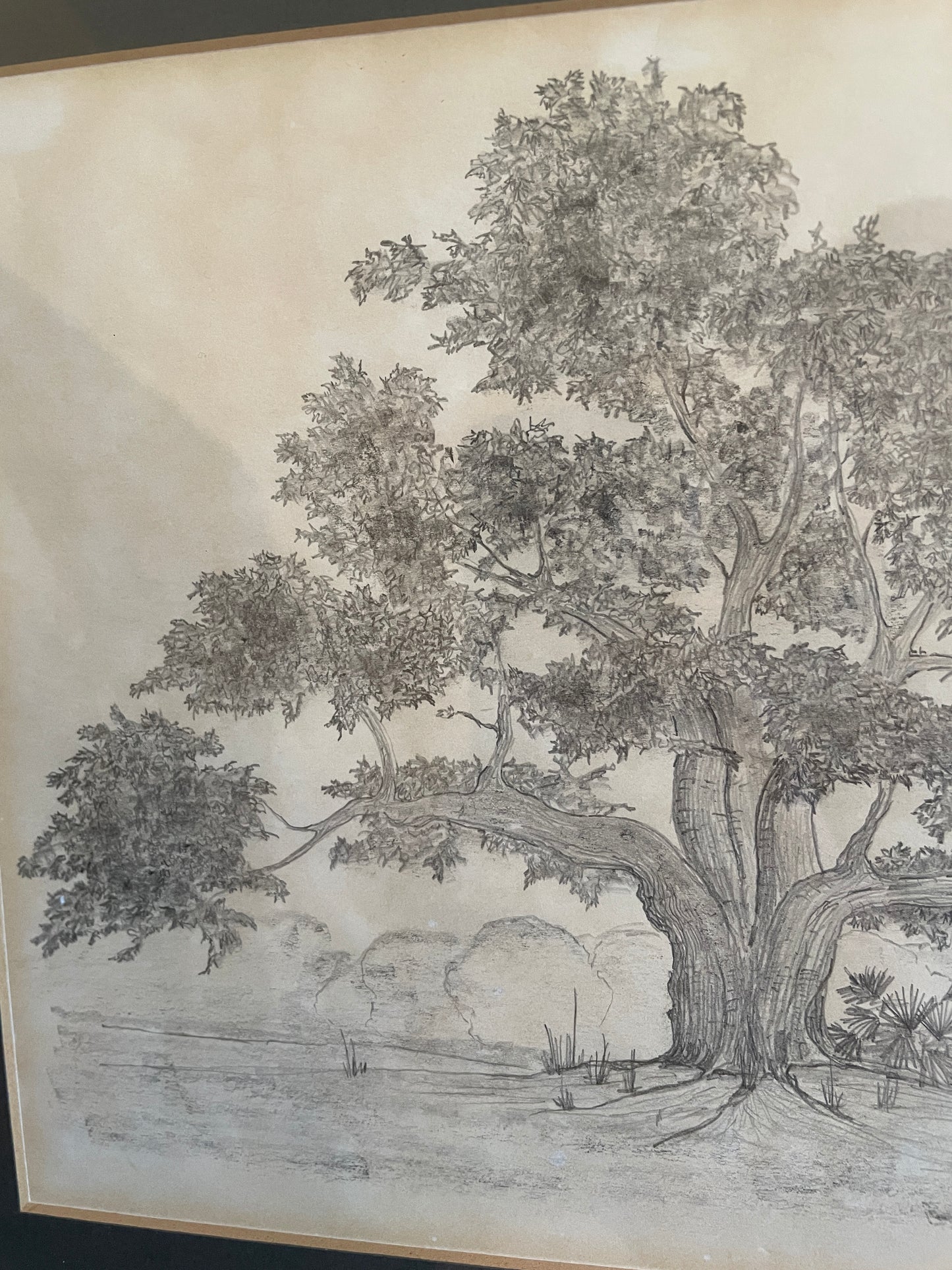 Live Oak Pencil Drawing