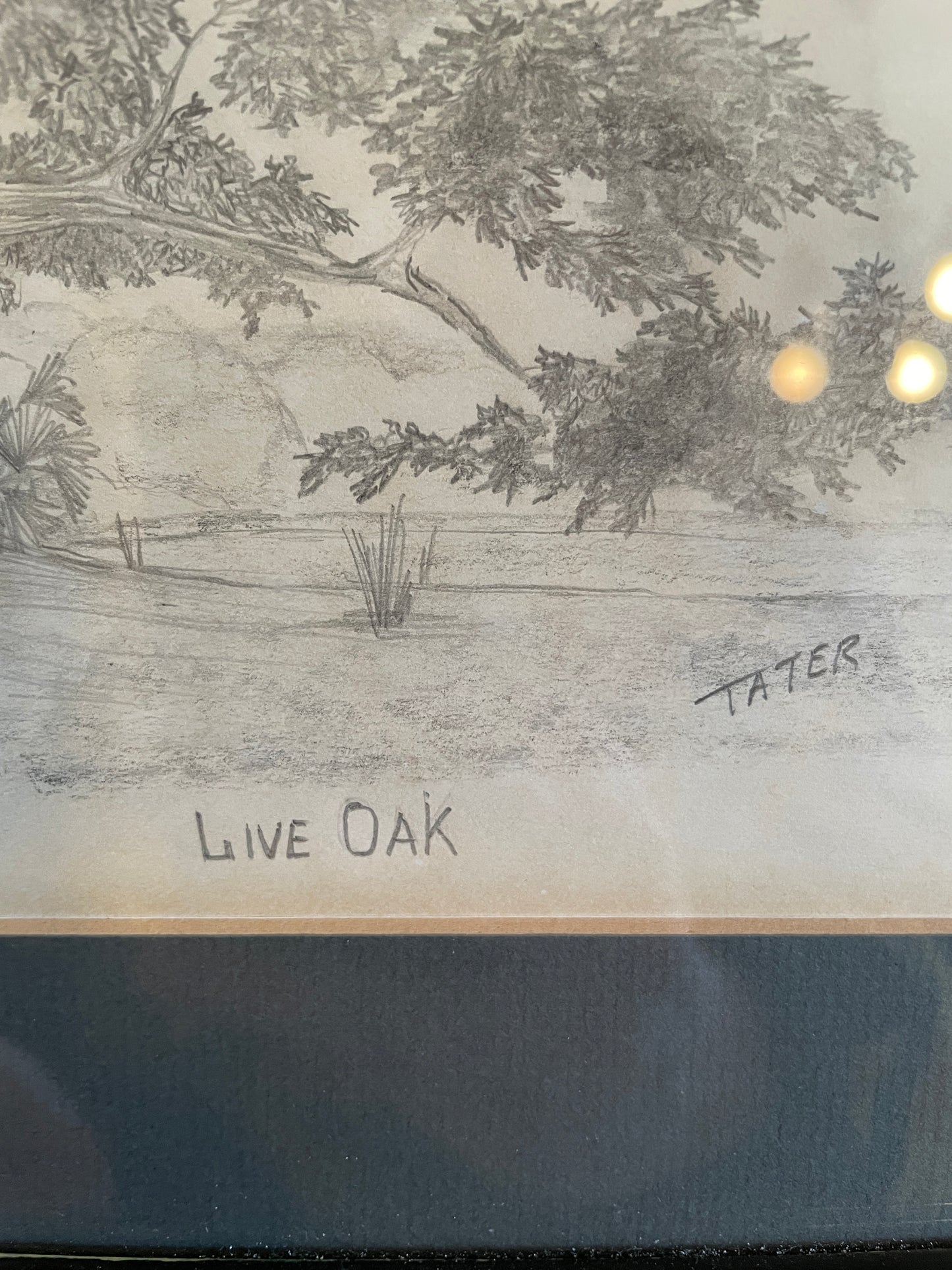 Live Oak Pencil Drawing