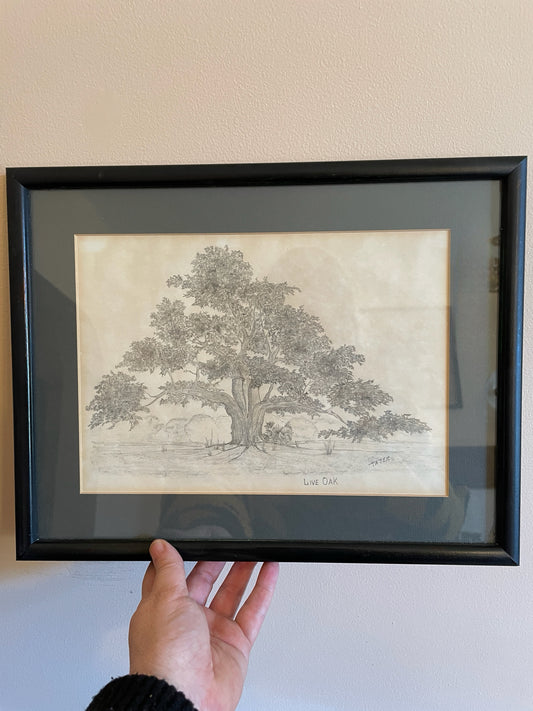 Live Oak Pencil Drawing