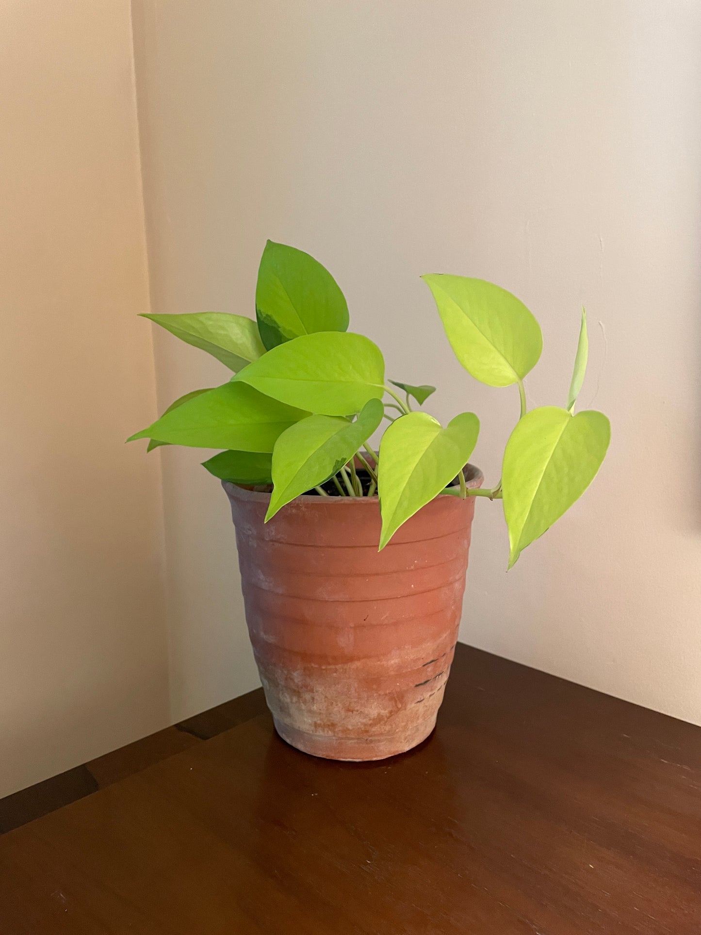 Striped Terra Cotta Pot