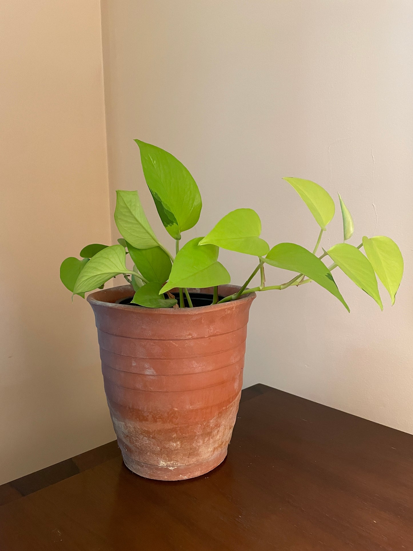 Striped Terra Cotta Pot