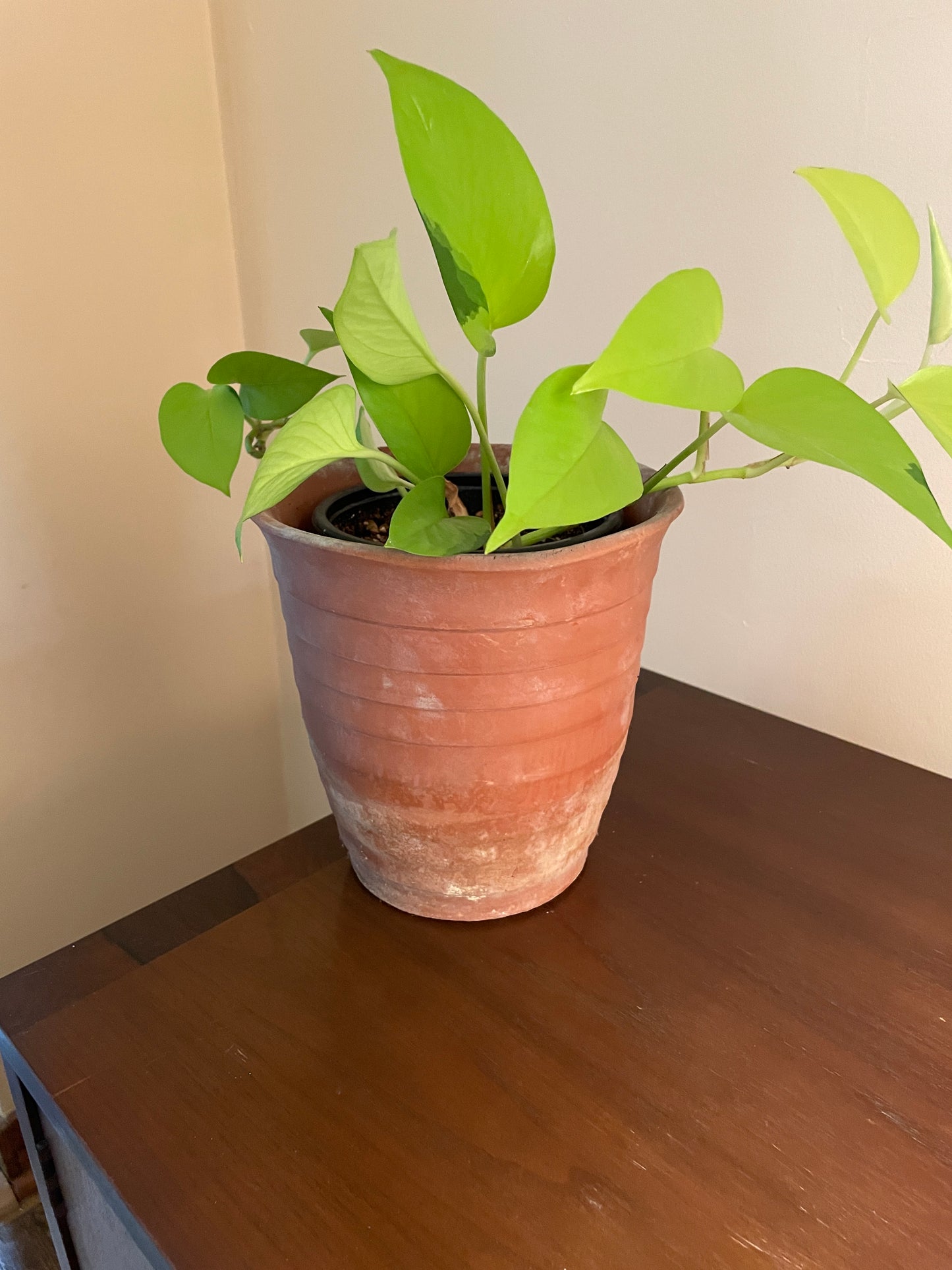 Striped Terra Cotta Pot